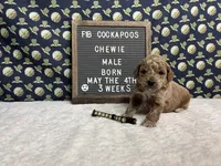 Chewie, a male Cockapoo for sale in Aurora, MO – 4 of 8