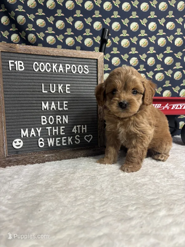 Luke – Cockapoo puppy for sale in Aurora, MO
