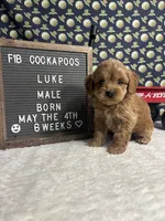 Luke, a male Cockapoo for sale in Aurora, MO – 1 of 8