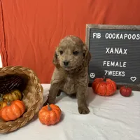 Xanax-"Xani", a female Cockapoo for sale in Aurora, MO – Photo 3 of 10