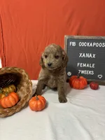 Xanax-"Xani", a female Cockapoo for sale in Aurora, MO – Photo 3 of 10