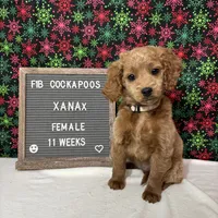 Xanax-"Xani", a female Cockapoo for sale in Aurora, MO – Photo 1 of 10
