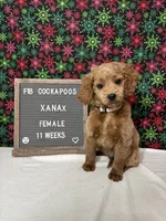 Xanax-"Xani", a female Cockapoo for sale in Aurora, MO – Photo 1 of 10