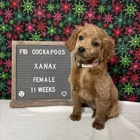Xanax-"Xani", a female Cockapoo for sale in Aurora, MO – Photo 2 of 10