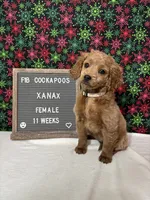 Xanax-"Xani", a female Cockapoo for sale in Aurora, MO – Photo 2 of 10