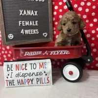 Xanax-"Xani", a female Cockapoo for sale in Aurora, MO – Photo 8 of 10