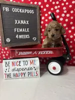Xanax-"Xani", a female Cockapoo for sale in Aurora, MO – Photo 8 of 10