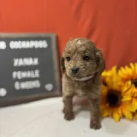 Xanax-"Xani", a female Cockapoo for sale in Aurora, MO – Photo 6 of 10