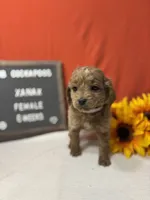 Xanax-"Xani", a female Cockapoo for sale in Aurora, MO – Photo 6 of 10