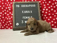 Xanax-"Xani", a female Cockapoo for sale in Aurora, MO – Photo 9 of 10