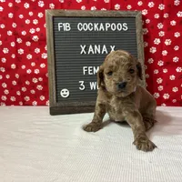 Xanax-"Xani", a female Cockapoo for sale in Aurora, MO – Photo 10 of 10