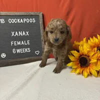 Xanax-"Xani", a female Cockapoo for sale in Aurora, MO – Photo 5 of 10