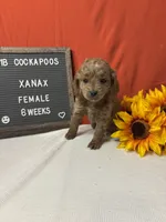 Xanax-"Xani", a female Cockapoo for sale in Aurora, MO – Photo 5 of 10