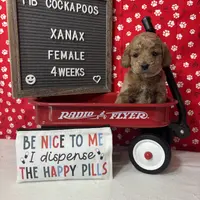 Xanax-"Xani", a female Cockapoo for sale in Aurora, MO – Photo 7 of 10