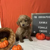 Xanax-"Xani", a female Cockapoo for sale in Aurora, MO – Photo 4 of 10