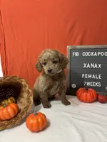 Xanax-"Xani", a female Cockapoo for sale in Aurora, MO – Photo 4 of 10