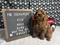 Kylo, a male Cockapoo for sale in Aurora, MO – 3 of 8