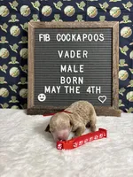 Vader, a male Cockapoo for sale in Aurora, MO – 3 of 3