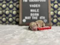 Vader, a male Cockapoo for sale in Aurora, MO – 1 of 3