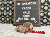Vader, a male Cockapoo for sale in Aurora, MO – 2 of 3