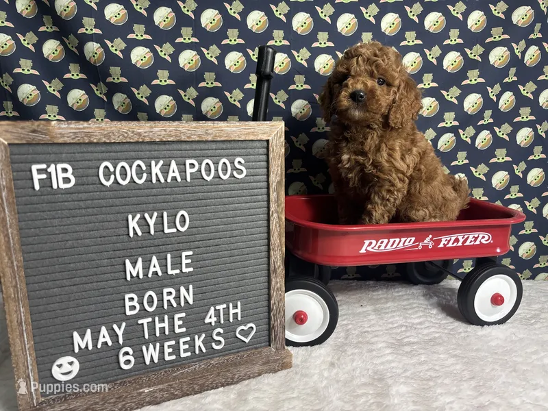 Kylo – Cockapoo puppy for sale in Aurora, MO