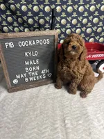 Kylo, a male Cockapoo for sale in Aurora, MO – 2 of 8