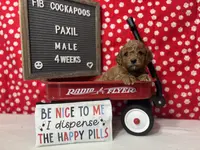 Paxil-"Pax", a male Cockapoo for sale in Aurora, MO – Photo 6 of 10