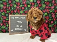 Paxil-"Pax", a male Cockapoo for sale in Aurora, MO – Photo 1 of 10