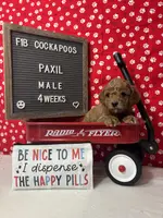Paxil-"Pax", a male Cockapoo for sale in Aurora, MO – Photo 8 of 10