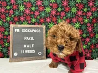Paxil-"Pax", a male Cockapoo for sale in Aurora, MO – Photo 2 of 10