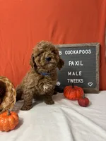Paxil-"Pax", a male Cockapoo for sale in Aurora, MO – Photo 3 of 10