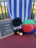Hank, a male Aussiedoodle for sale in Aurora, MO – Photo 3 of 9