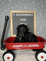 Hank, a male Aussiedoodle for sale in Aurora, MO – Photo 6 of 9