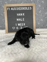 Hank, a male Aussiedoodle for sale in Aurora, MO – Photo 8 of 9