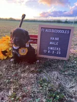 Hank, a male Aussiedoodle for sale in Aurora, MO – Photo 4 of 9