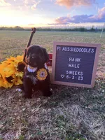 Hank, a male Aussiedoodle for sale in Aurora, MO – Photo 5 of 9