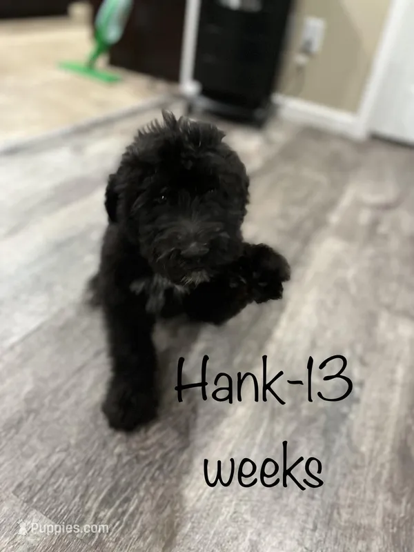 Hank, a male Aussiedoodle for sale in Aurora, MO – Photo 1 of 9