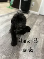 Hank, a male Aussiedoodle for sale in Aurora, MO – Photo 1 of 9