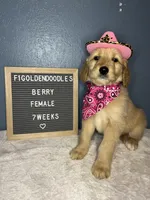 F1-Berry, a female Goldendoodle for sale in Aurora, MO – Photo 1 of 9