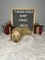 F1-Berry, a female Goldendoodle for sale in Aurora, MO – Photo 7 of 9