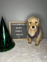 F1-Berry, a female Goldendoodle for sale in Aurora, MO – Photo 4 of 9