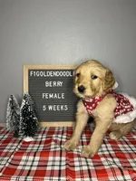 F1-Berry, a female Goldendoodle for sale in Aurora, MO – Photo 6 of 9