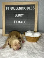 F1-Berry, a female Goldendoodle for sale in Aurora, MO – Photo 9 of 9