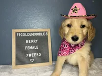 F1-Berry, a female Goldendoodle for sale in Aurora, MO – Photo 2 of 9
