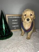F1-Berry, a female Goldendoodle for sale in Aurora, MO – Photo 3 of 9