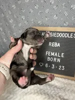 Reba, a female Aussiedoodle for sale in Aurora, MO – Photo 8 of 8