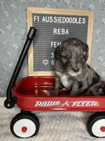 Reba, a female Aussiedoodle for sale in Aurora, MO – Photo 4 of 8