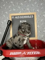 Reba, a female Aussiedoodle for sale in Aurora, MO – Photo 3 of 8