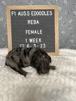 Reba, a female Aussiedoodle for sale in Aurora, MO – Photo 6 of 8