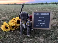 Reba, a female Aussiedoodle for sale in Aurora, MO – Photo 2 of 8